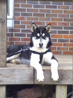 산속을 헤매고있는 저희개를 찾아주세요