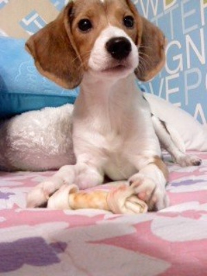 *********비글찾습니다*********