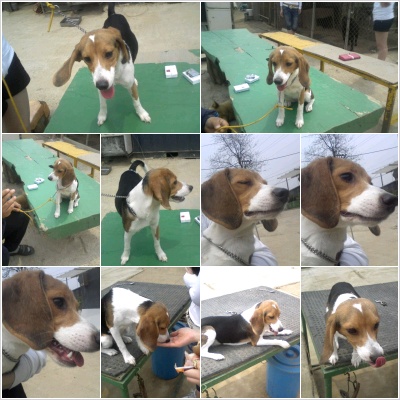 *********비글찾습니다*********