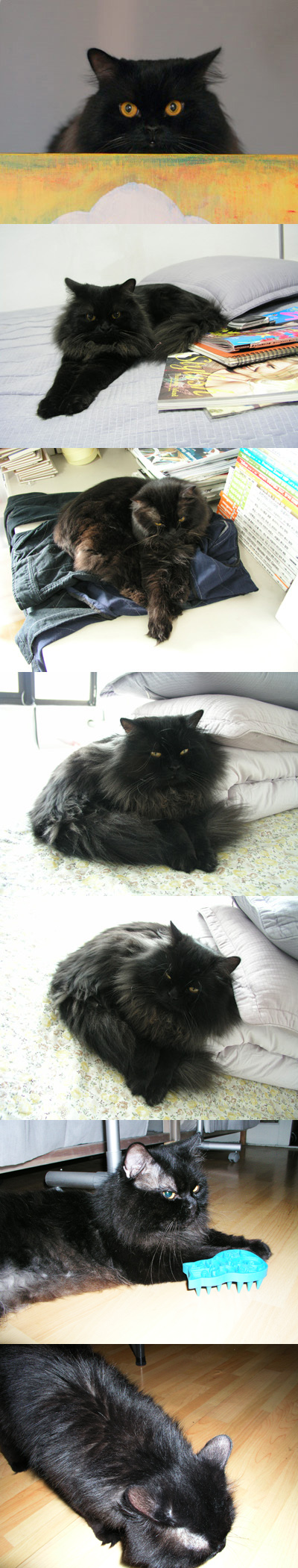 ★홍대동교동 털긴검은고양이 터키쉬앙고라를찾습니다★