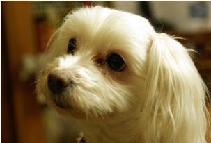 말티즈 남아 서울 동작구에서 잃버버렸어요..