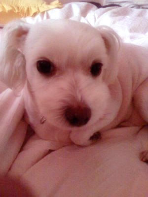 말티즈 남아 서울 동작구에서 잃버버렸어요..