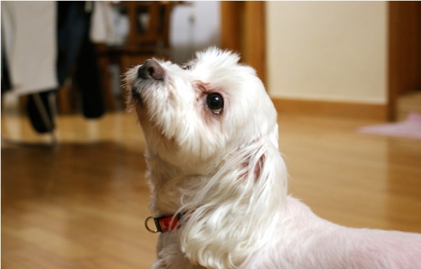 말티즈 남아 서울 동작구에서 잃버버렸어요..