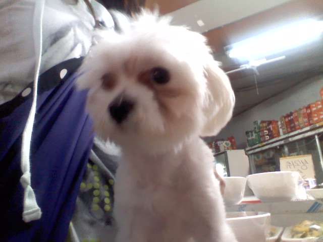 수원 고등동 해창아파트 쪽에서 말티즈 1살 남아 잃어버렸어요..ㅠ