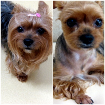 시흥시 정왕동 1557-4번지 앞