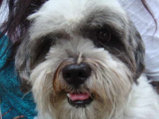 주인을 찾습니다. (마포구 염리동) 시츄 믹스로 추정