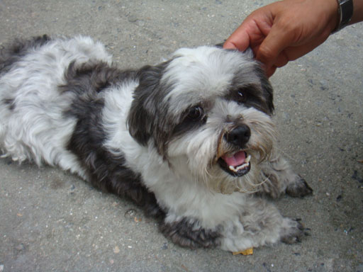 주인을 찾습니다. (마포구 염리동) 시츄 믹스로 추정