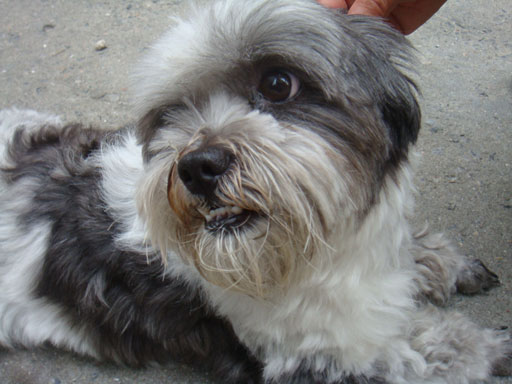 주인을 찾습니다. (마포구 염리동) 시츄 믹스로 추정