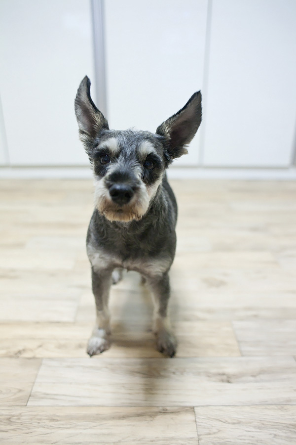 슈나우저[남] 주인찾아가세요