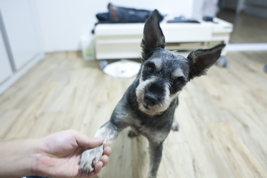 슈나우저[남] 주인찾아가세요