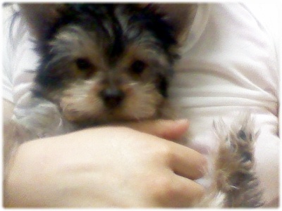 달이를 찾아주세요 