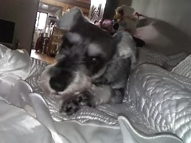 경기도 성남시 슈나우저 사례비 50만원.