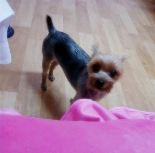 서울시 송파구 거여동 요크셔테리어 여아를 찾습니다!!