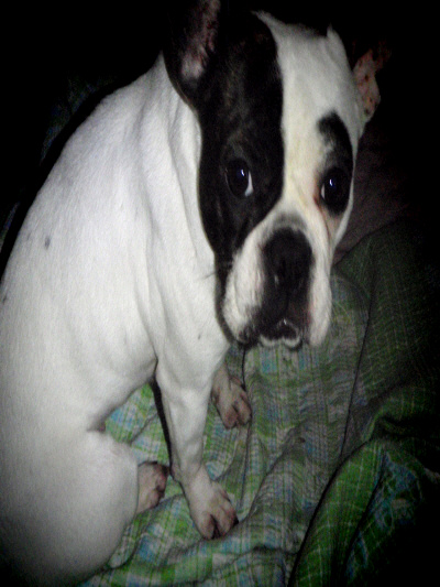 서울시 중구 황학동 보스턴테리어를 찾습니다.