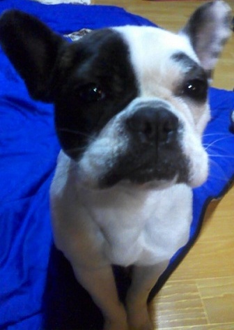 서울시 중구 황학동 보스턴테리어를 찾습니다.