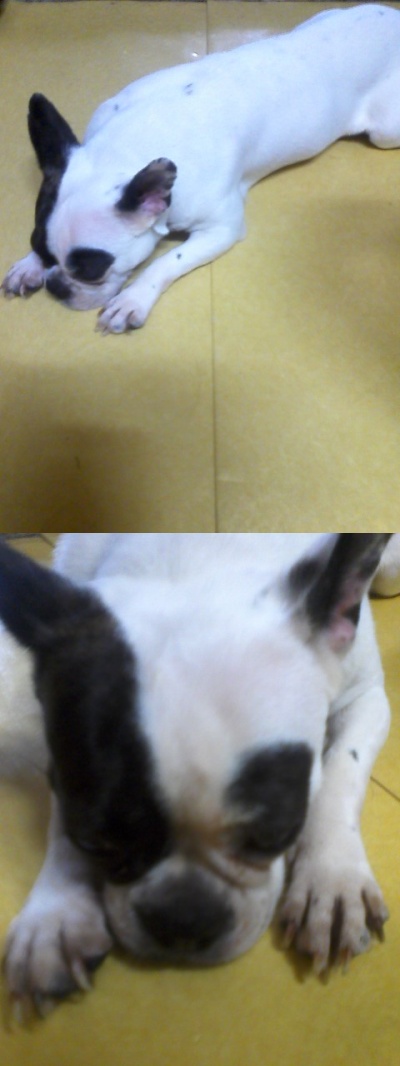 서울시 중구 황학동 보스턴테리어를 찾습니다.