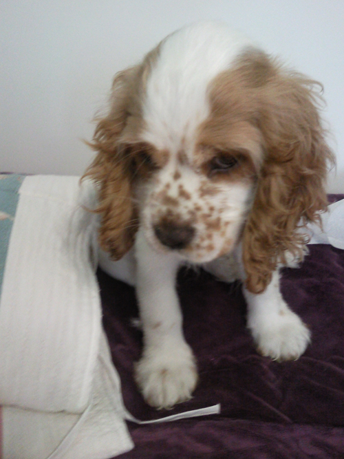 (서울)코카스파니엘 보호중이예요~