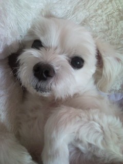 7월 14일 오후4시경 부천중동 이마트뒤 농협(중앙공원근처) 말티즈흰색 이름은 데니스예요