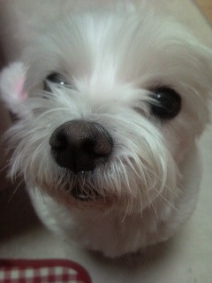 7월 14일 오후4시경 부천중동 이마트뒤 농협(중앙공원근처) 말티즈흰색 이름은 데니스예요