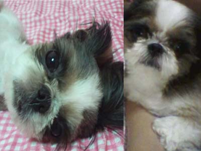 포항.송도동. 시츄.여아찾습니다.