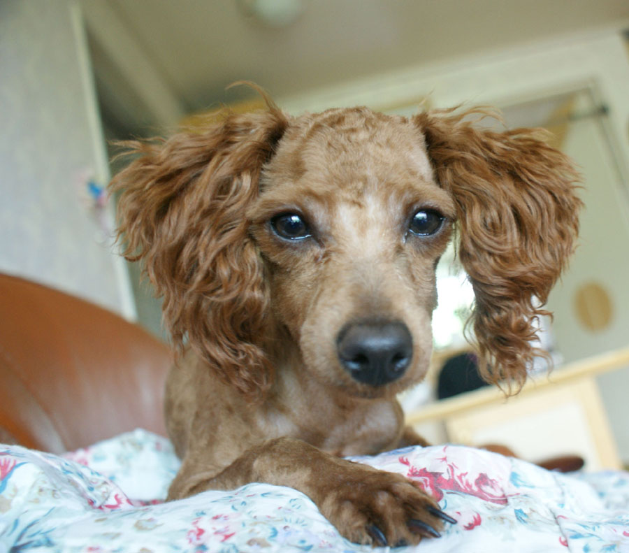 청주근처 갈색푸들 여아 제발 봐주세요