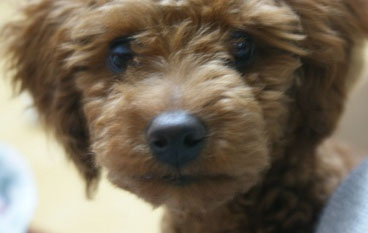 청주근처 갈색푸들 여아 제발 봐주세요