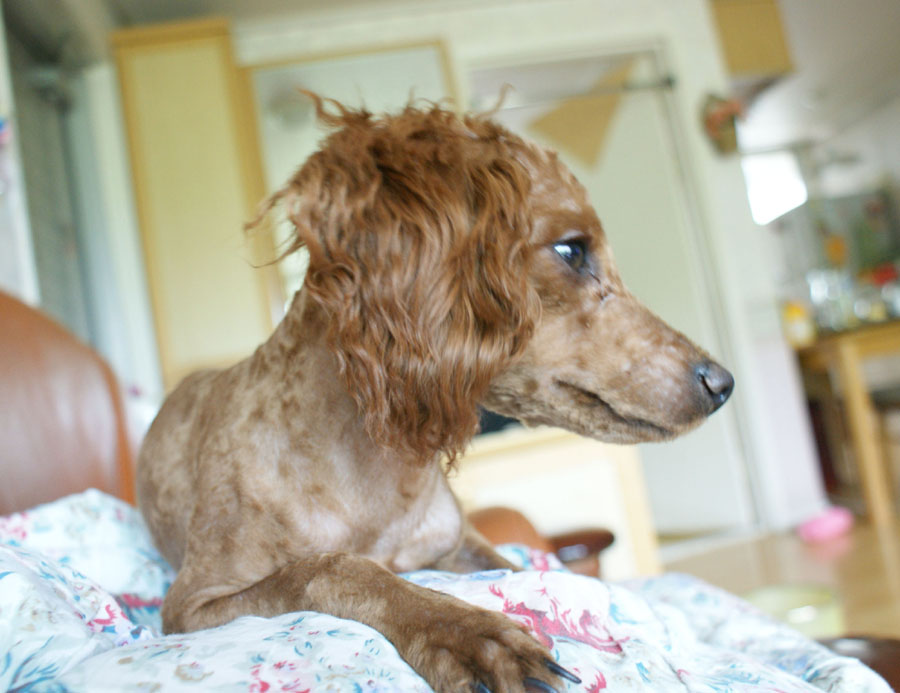 청주근처 갈색푸들 여아 제발 봐주세요