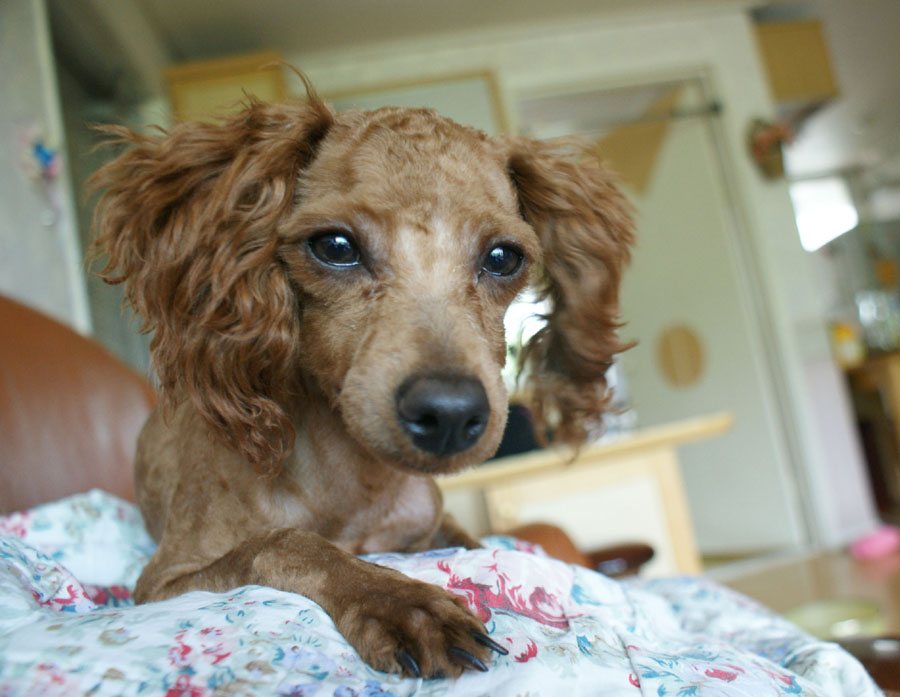 청주근처 갈색푸들 여아 제발 봐주세요