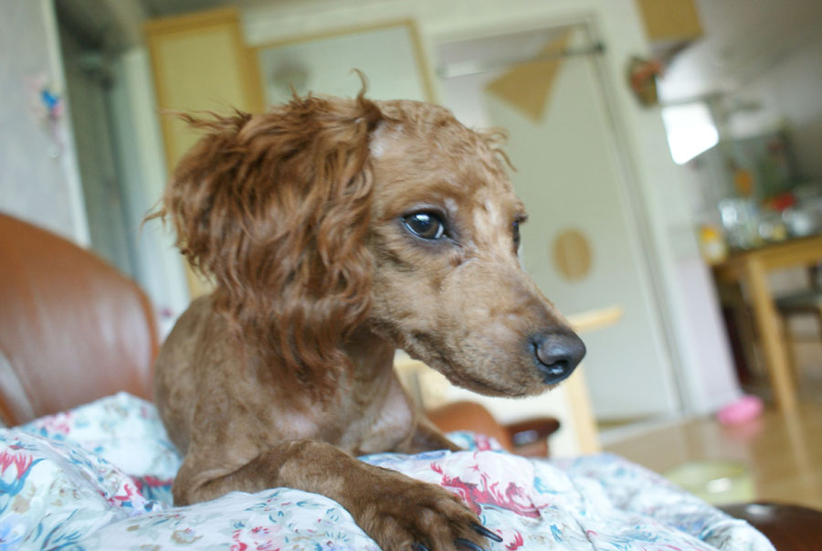 청주근처 갈색푸들 여아 제발 봐주세요