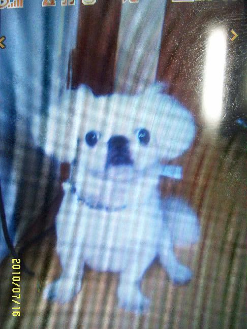 페키니즈 1살 남자애기 입니다 (서울 도봉구 쌍문동)