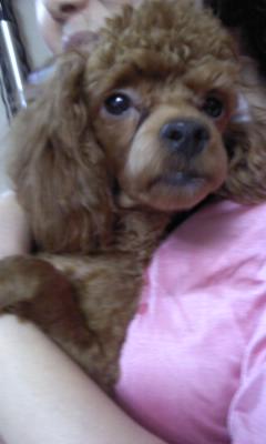 갈색 푸들 찾아요~~!!!