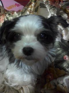 [강북구 수유3동] 2010.07.03(토) 분실 - 흰색검정 시츄닮은 믹스견 찾아주세요!