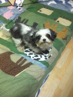 [강북구 수유3동] 2010.07.03(토) 분실 - 흰색검정 시츄닮은 믹스견 찾아주세요!