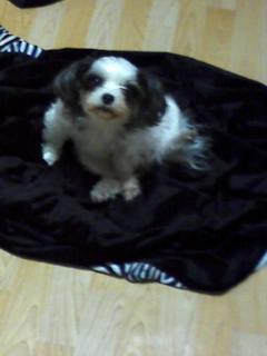 [강북구 수유3동] 2010.07.03(토) 분실 - 흰색검정 시츄닮은 믹스견 찾아주세요!