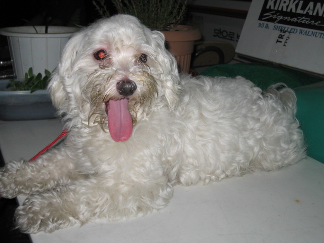 7/5(월)=서울시양천구목4동말티즈남아찾아요