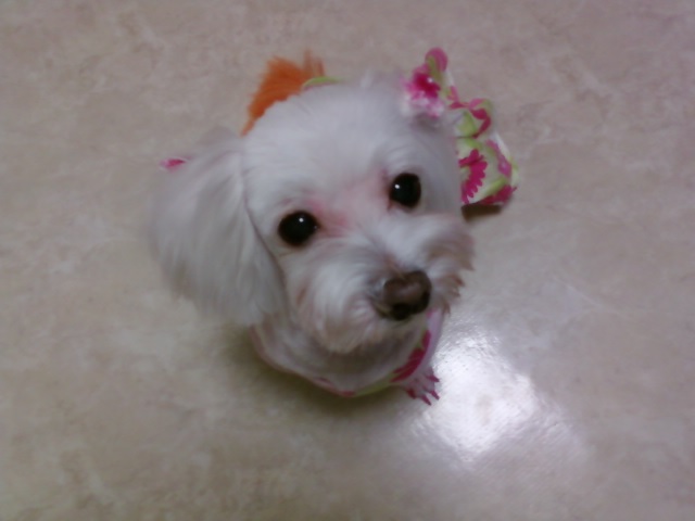 우리 앙쥬좀 찾아주세요.. (말티즈 여아) 영등포구 대림1동