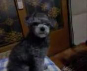 전북 정읍시 수성동 푸들(뚱이) 찾습니다 !!!!!!!!!!!!!! 