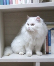 경기 남양주시 가운동/고양이/7.21실종 애타게 찾고있습니다