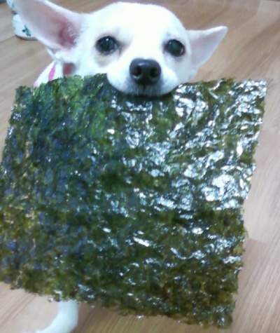 강아지를(감자) 찾습니다. (서울 구로구 남구로역부근 주택단지)