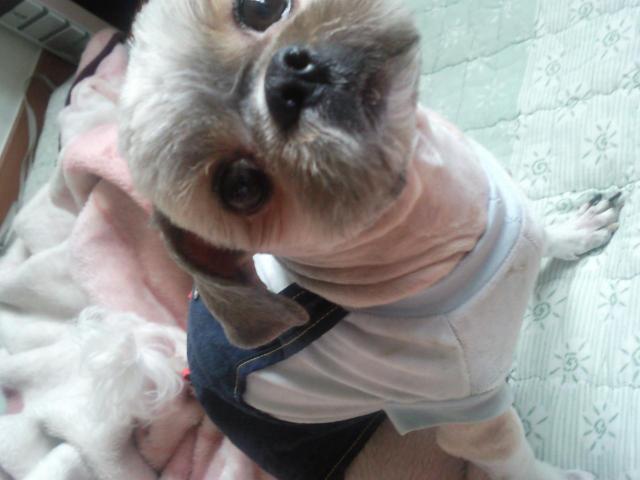 신림중학교근처[시츄]에서잃어버린아가찾아요ㅠㅠ