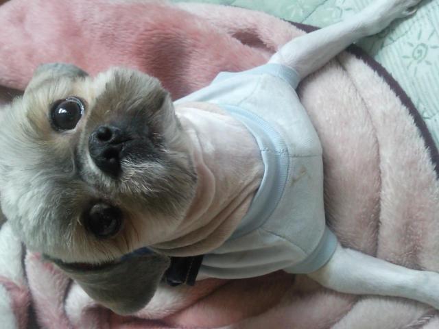 신림중학교근처[시츄]에서잃어버린아가찾아요ㅠㅠ