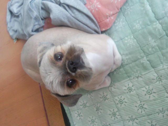 신림중학교근처[시츄]에서잃어버린아가찾아요ㅠㅠ