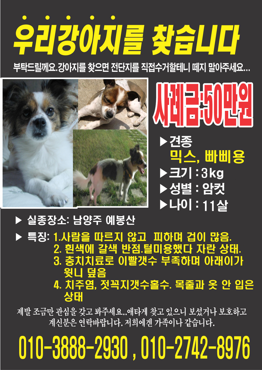 믹스견/여/경기 남양주시/3.25 분실 한번씩만 봐주세요