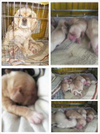 크림색 잉코 암컷  / 우리 몽실이 좀 찾아주세요