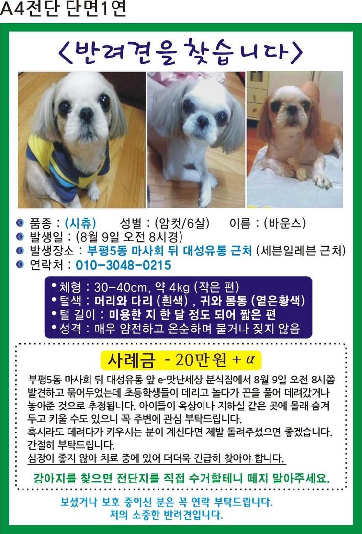 2009년 8월에 잃어버린 반려견을 애타게 찾고 있습니다.