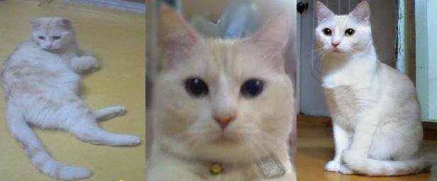 인천남구용현5동용현초등학교크림색고양이를찾습니다!