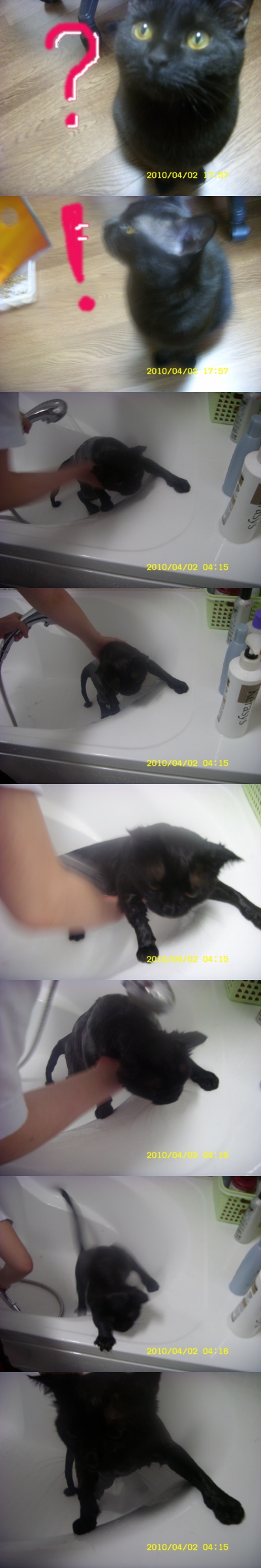 광주 첨단 산월동 검정고양이 찾아요 