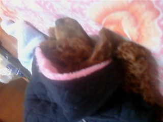 갈색 애플리푸들 찾아요_대전 중구 대흥동