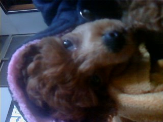 갈색 애플리푸들 찾아요_대전 중구 대흥동