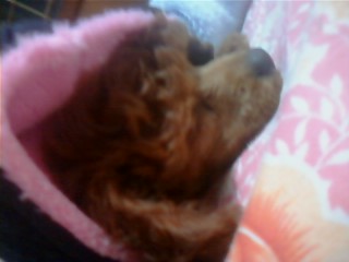 갈색 애플리푸들 찾아요_대전 중구 대흥동